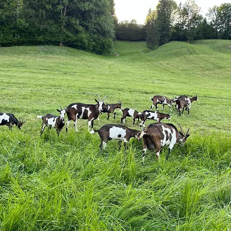 Wiererhof フューゲンベルク